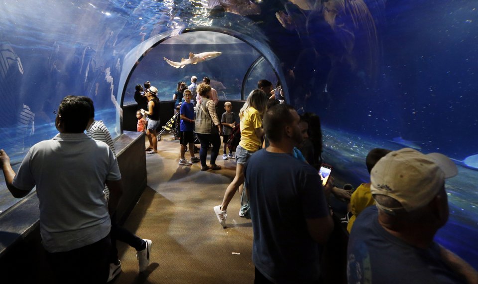 With tornadoes bearing down, an aquarium encouraged guests to take shelter with its sharks