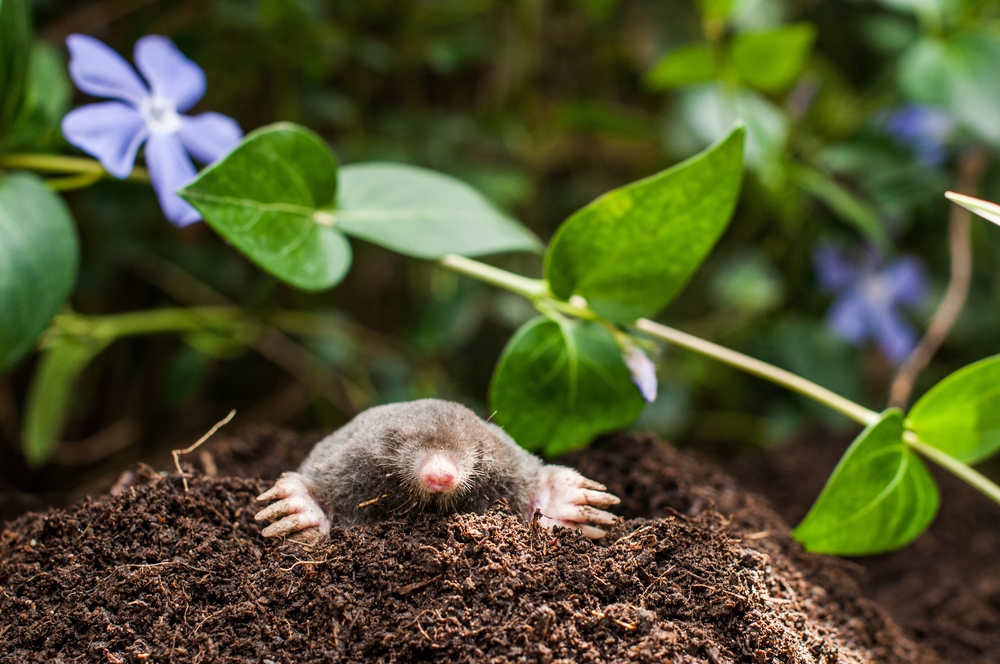 How to get rid of moles in your yard | MNN – Mother Nature Network