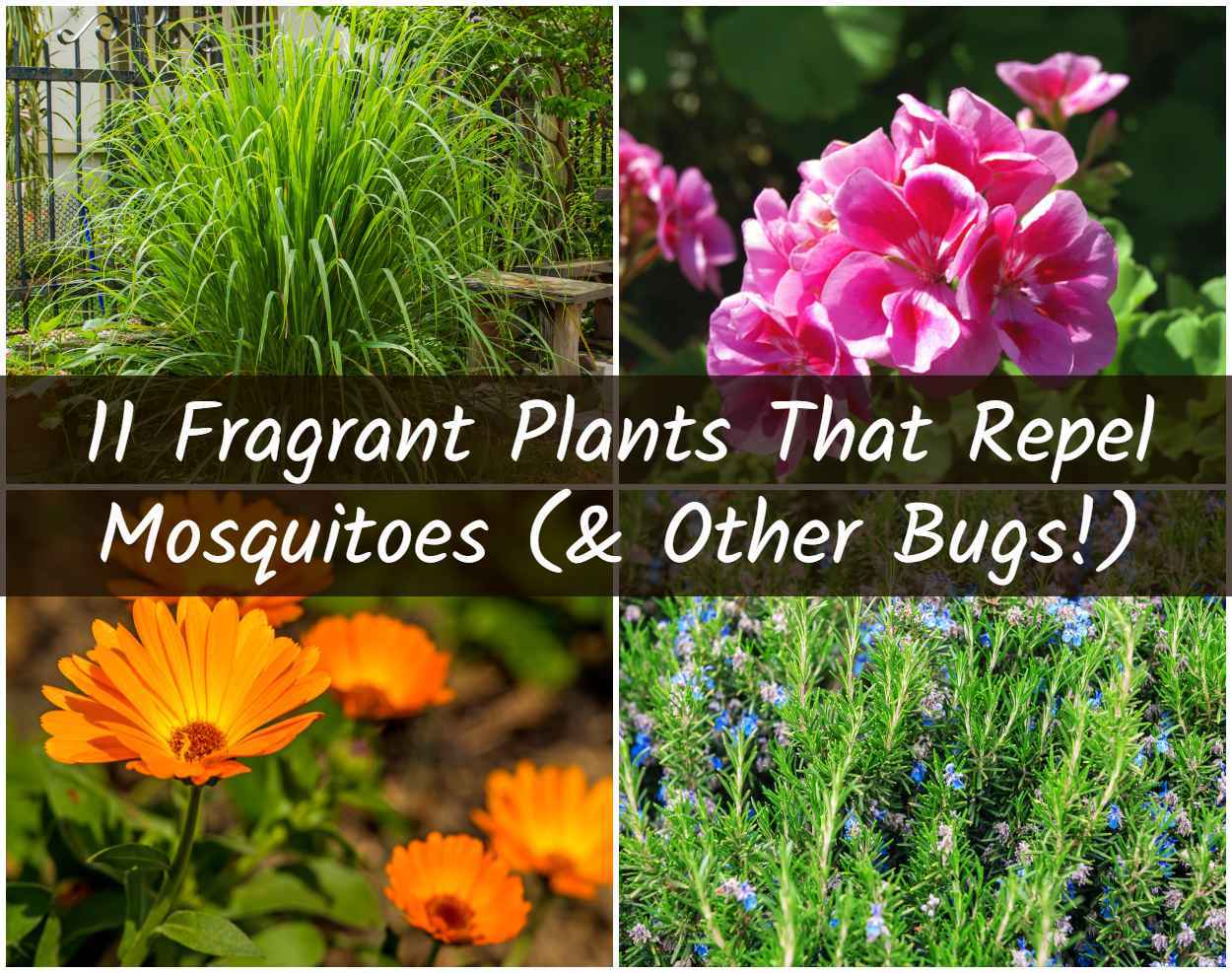 11 Fragrant Plants That Repel Mosquitoes