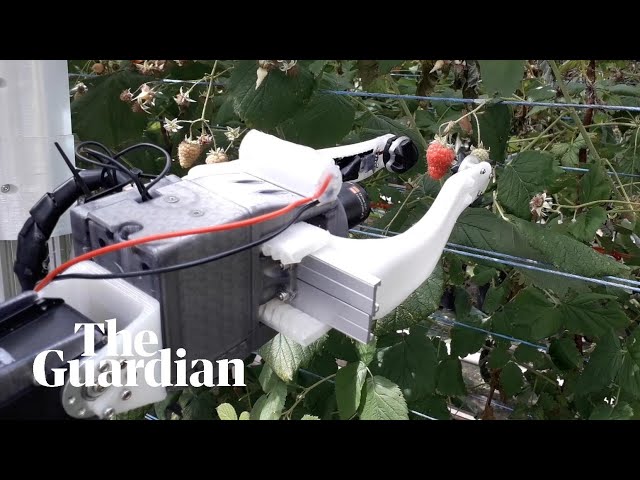 Robocrop: world’s first raspberry-picking robot set to work