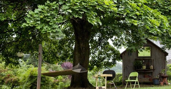 Nice shades: 7 Fast growing shade trees to slash your electric bill | TreeHugger