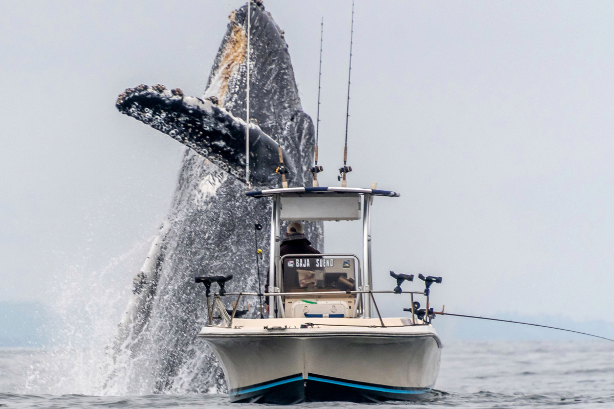 Stunning video captures whale bursting through sea