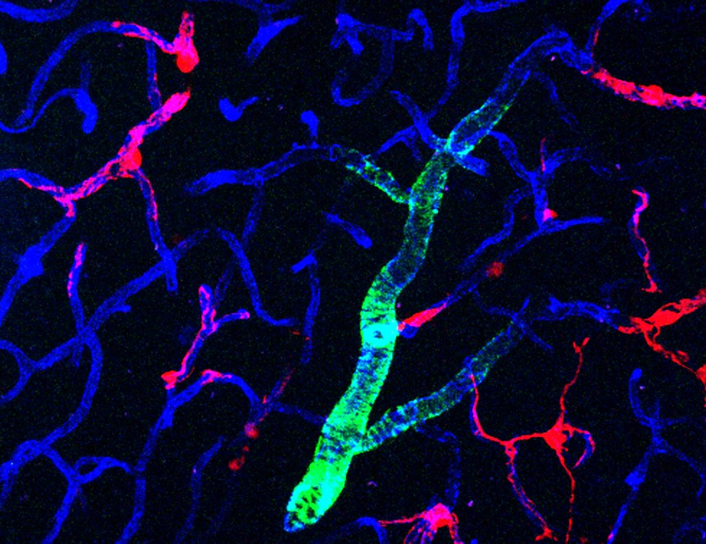 Certain cells secrete a substance in the brain that protects neurons