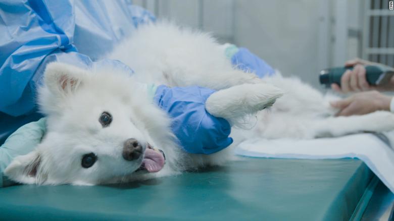 These dogs are getting a cancer vaccine. If it works, humans could be next