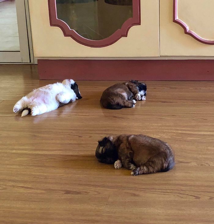 This Puppy Sleeps Like As If It Was ‘Turned Off’ And It Looks Ridiculously Cute (30 Pics)