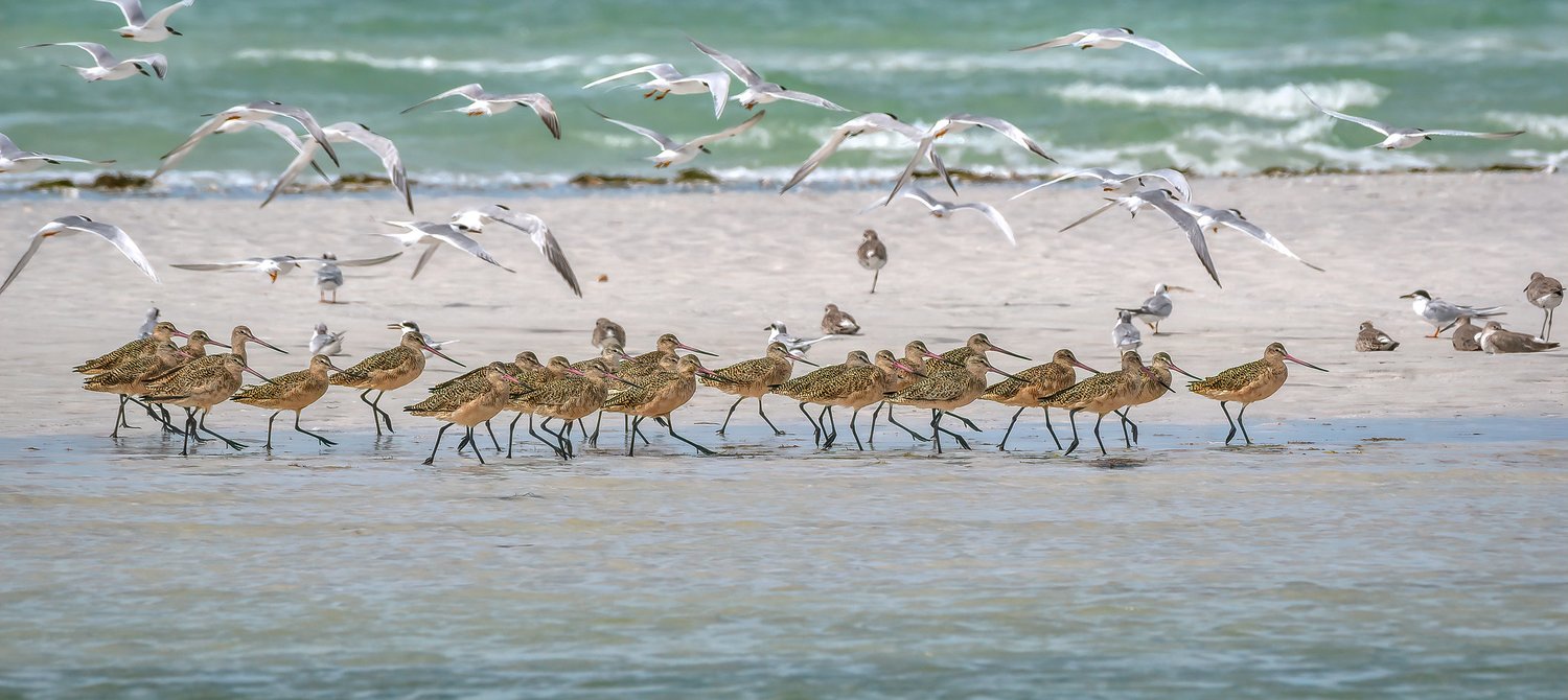 ‘Dead Zone’ in Gulf of Mexico Could Soon Grow Larger Than the Size of Massachusetts