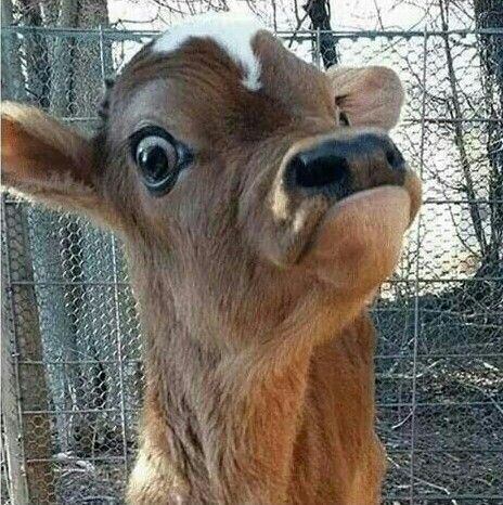 Black vultures are roosting in Kentucky and eating animals alive