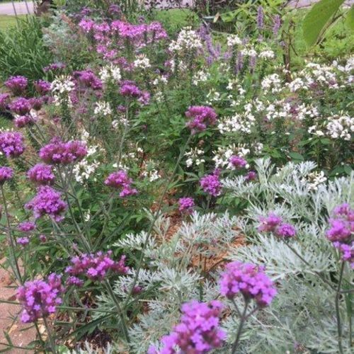 Plants the Deer Don’t Eat – FineGardening