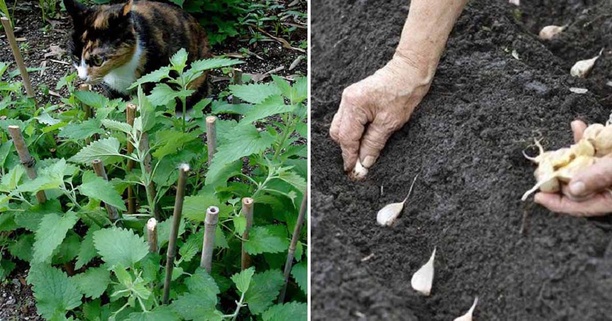 30 Easy Ways To Keep Mosquitoes Away This Year