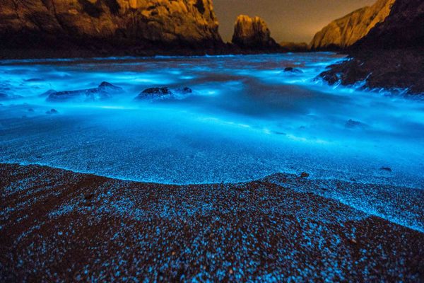 China’s Bioluminescent Blue Tears Are Beautiful and Toxic