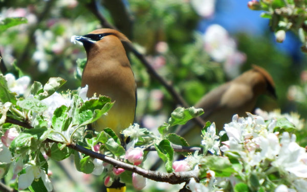 Cedar waxwings are social nomads, controllers of pests
