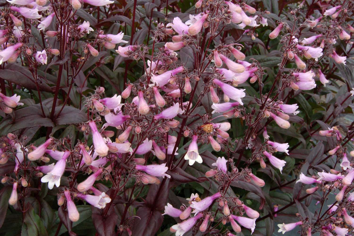Plant Profile: Penstemon