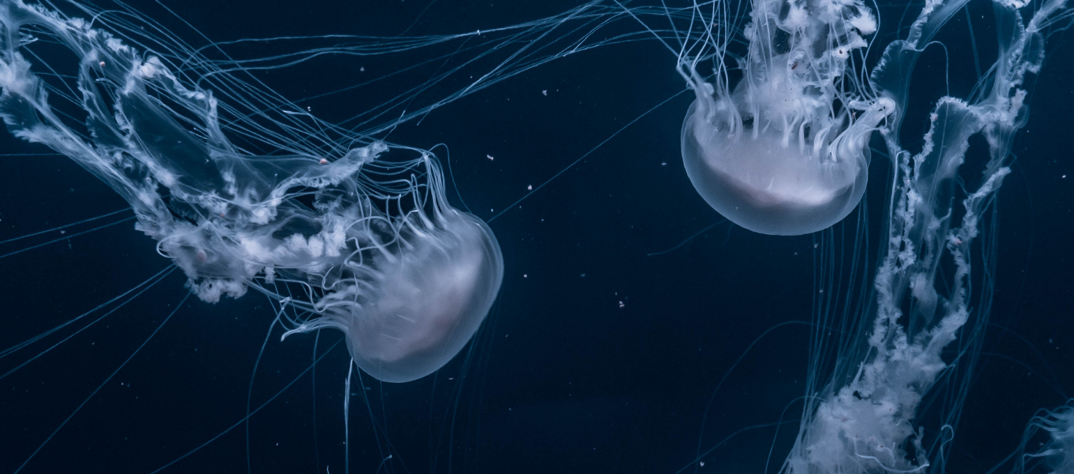 Jellyfish Are Wreaking Havoc In The Ocean Around The World