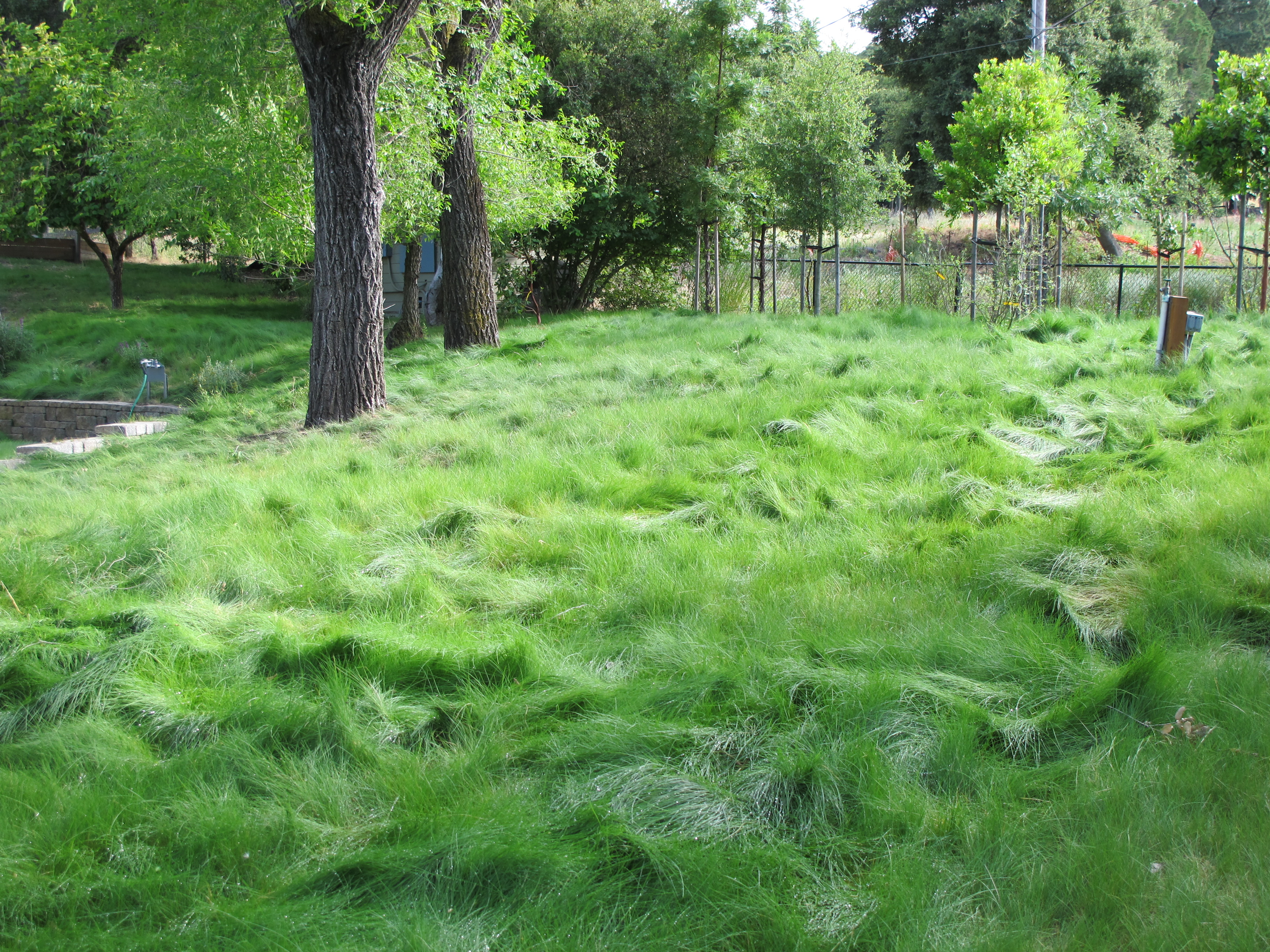 5 Low-Water Lawns That Stay Green Under Pressure