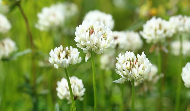 Minnesota will pay homeowners to make their lawns bee-friendly | MNN – Mother Nature Network