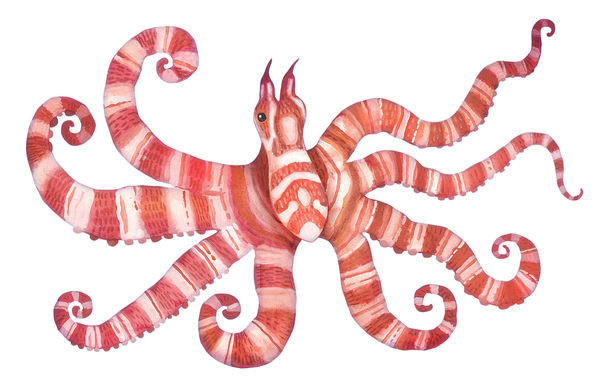 Meet the World’s Most Playfully Named Creatures