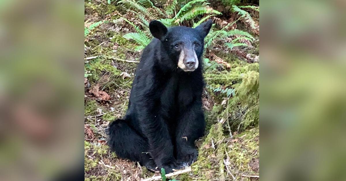 Oregon officials kill American black bear because it “habituated,” became too friendly after humans took selfies with it and fed it food near lake