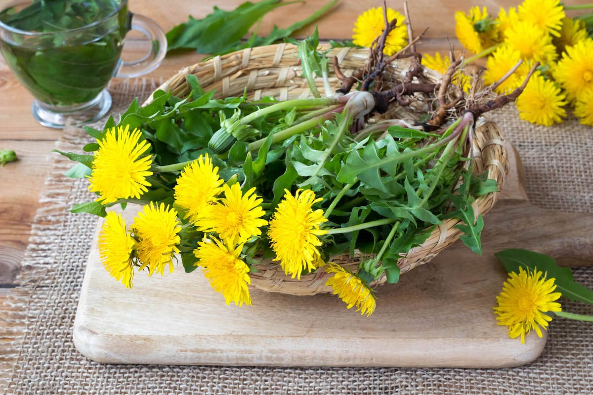 Dandelions Are Not Weeds! Top 10 Health Benefits of Dandelion