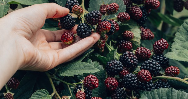 4 principles behind designing a backyard food forest
