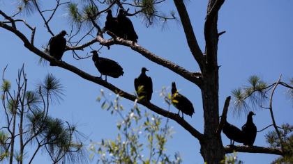 Vultures Invade Florida Neighborhood, Damaging Roofs & Property