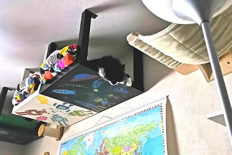 Cat walkway: How to make space for your furkids