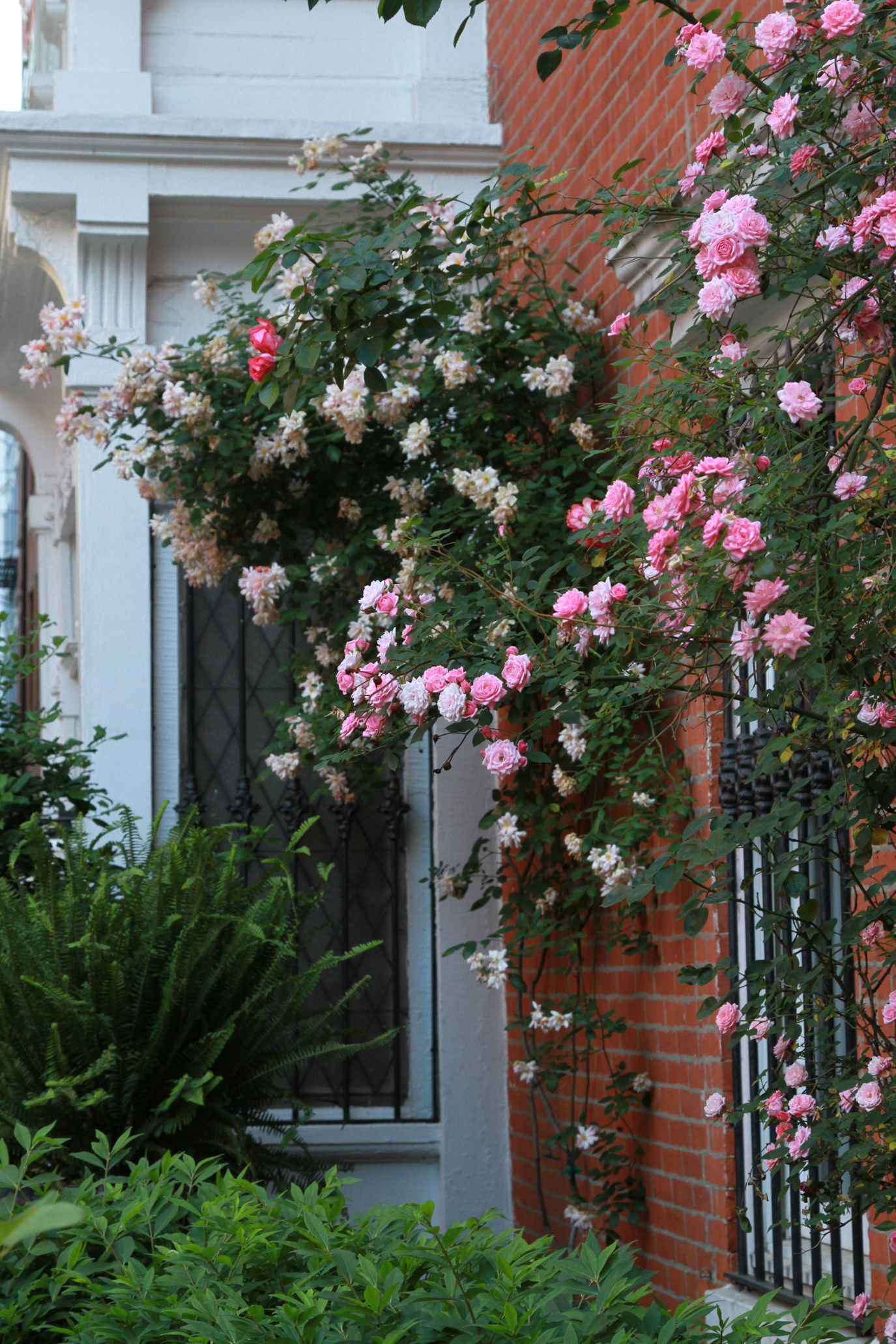 The 7 Best Climbing Roses for Your Garden