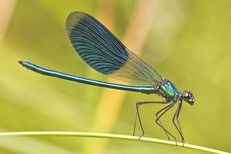 A Single Dragonfly Can Eat Hundreds of Mosquitoes Per Day, Plant This to Attract Them to Your Yard