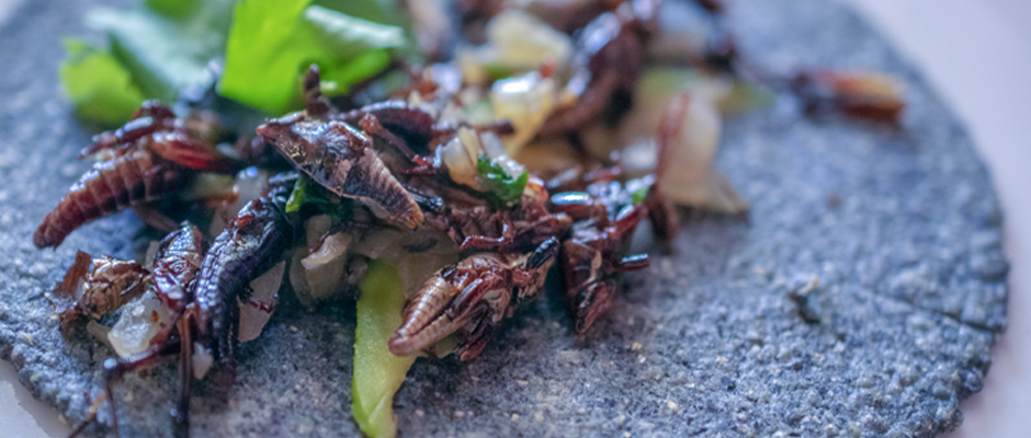 Edible Insects as Haute Cuisine | A Gringo In Mexico