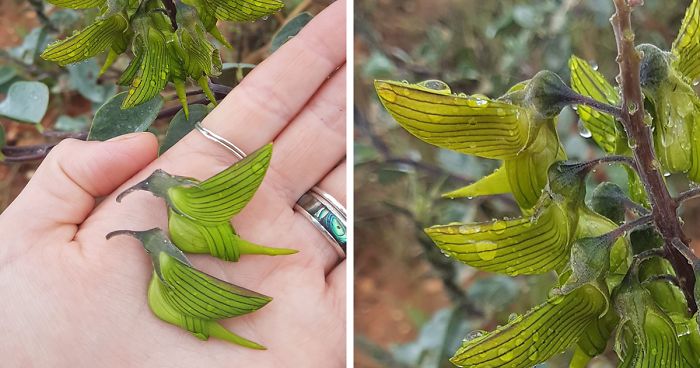 Petals From This Flower Look Like Tiny Humming Birds