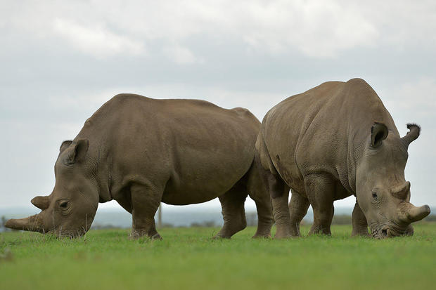 Scientists successfully transfer first test tube rhino embryo in hopes of saving the species