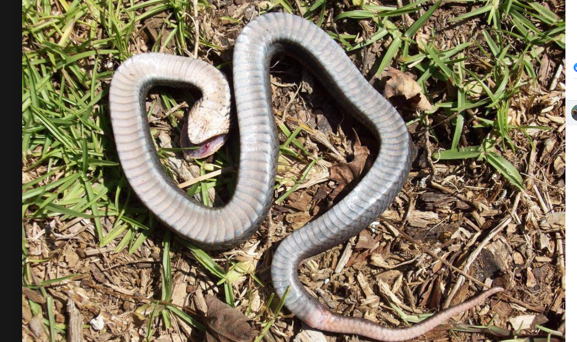 This ‘zombie snake’ found in NC pretends to be dead. Be careful picking it up.