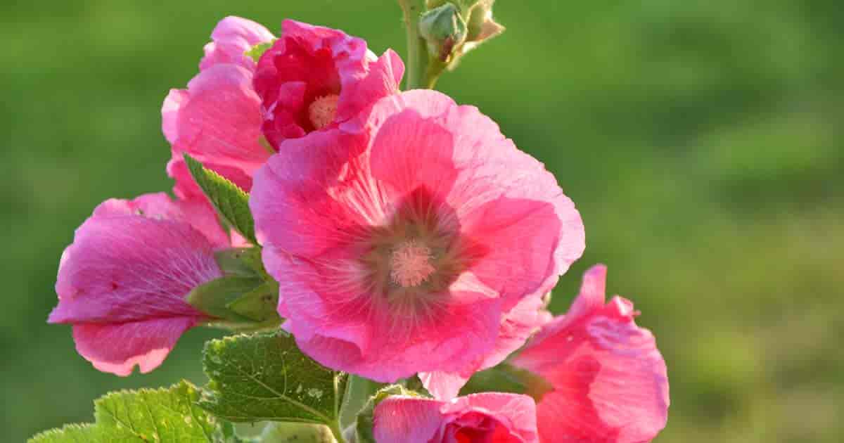 Hollyhock Plant: Growing & Care Of Hollyhock Flowers (Alcea Rosea)