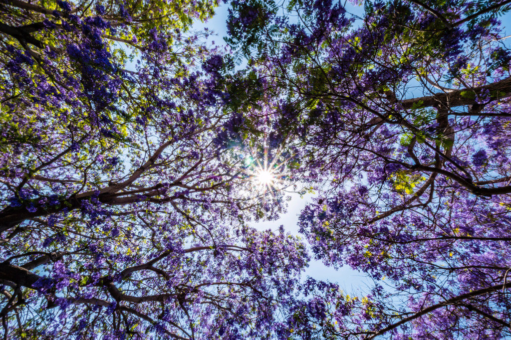 Why planting shade trees helps reduce the temperature of urban heat islands