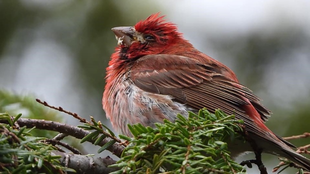 Remove bird feeders to battle spread of deadly parasite, bird society urges