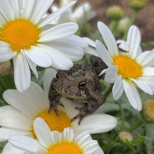 A Garden for Frogs, Toads, Bees, and Butterflies