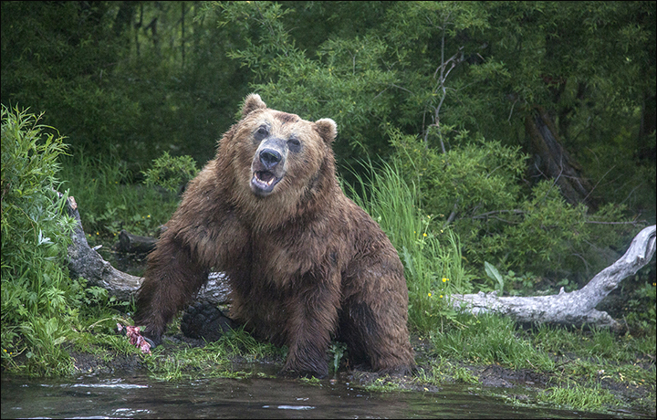Man lives after bear breaks his spine and keeps him as food inside den