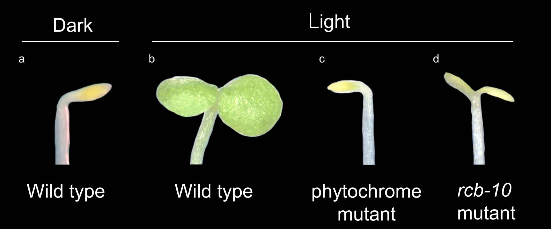 Research uncovers elusive process essential to plant greening