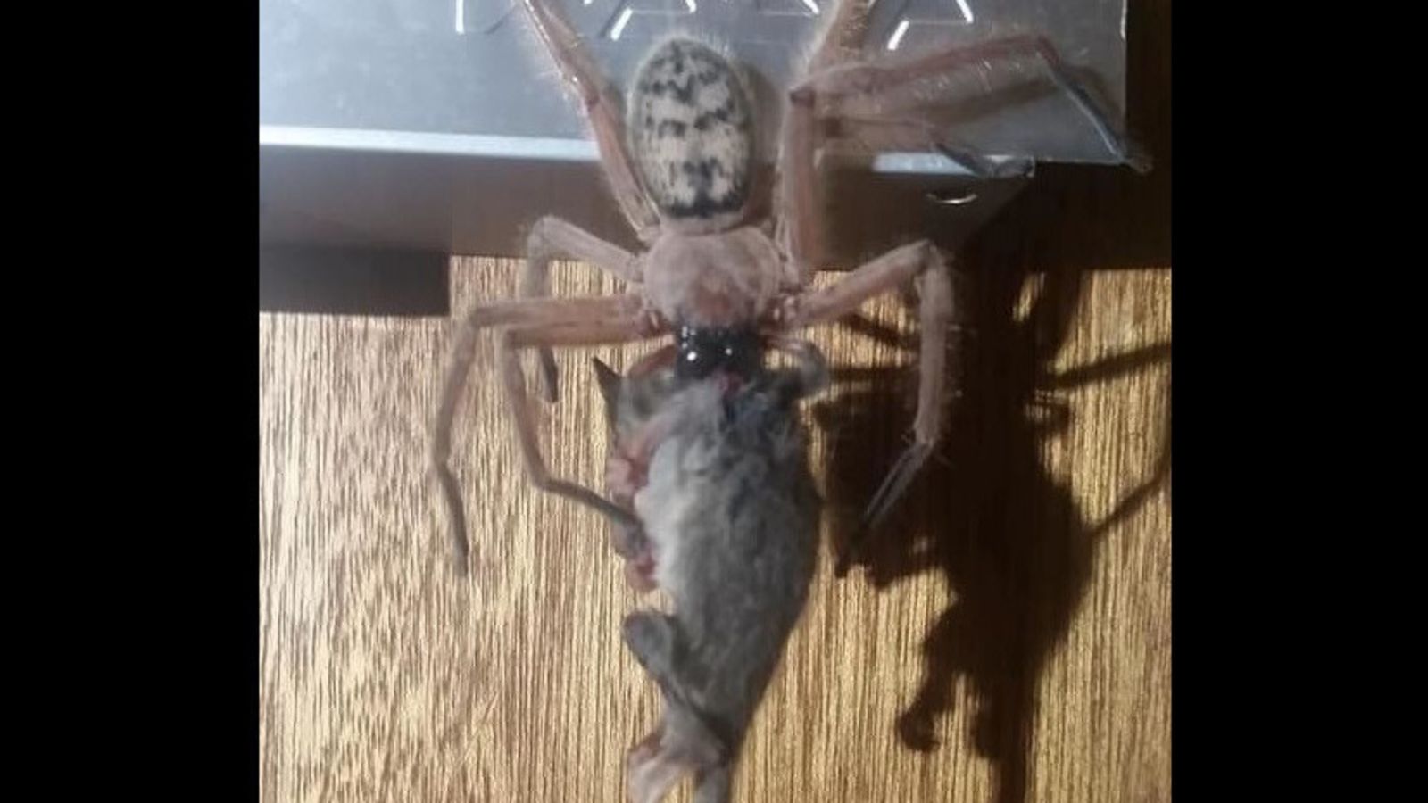 Spider Eating a Pygmy Possum Is Obviously Australian