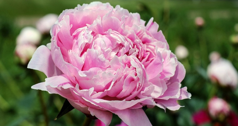 The Moment When Peonies Bloom