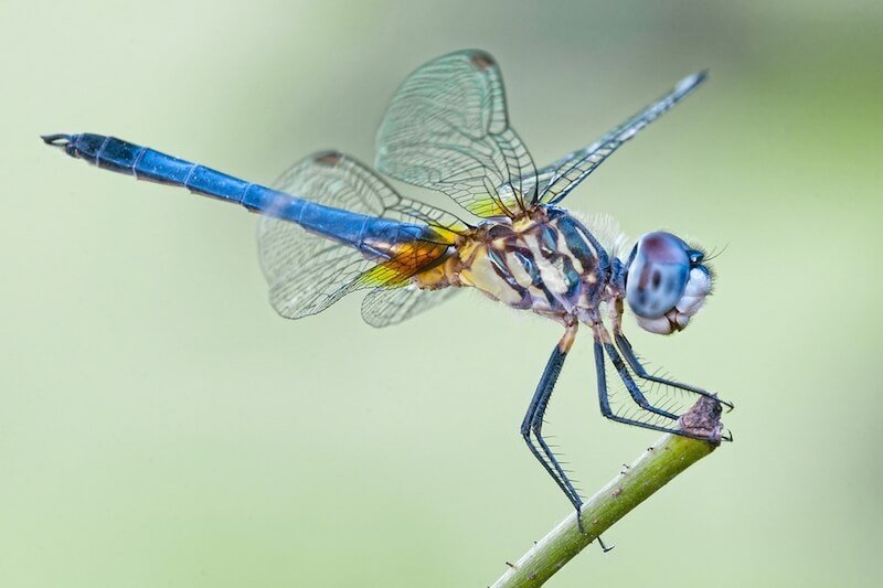 10 Plants That Attract Dragonflies for Mosquito Control