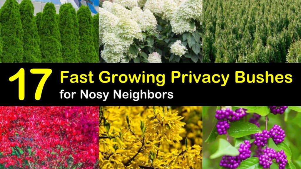 17 Fast Growing Privacy Bushes to Deal with Nosy Neighbors