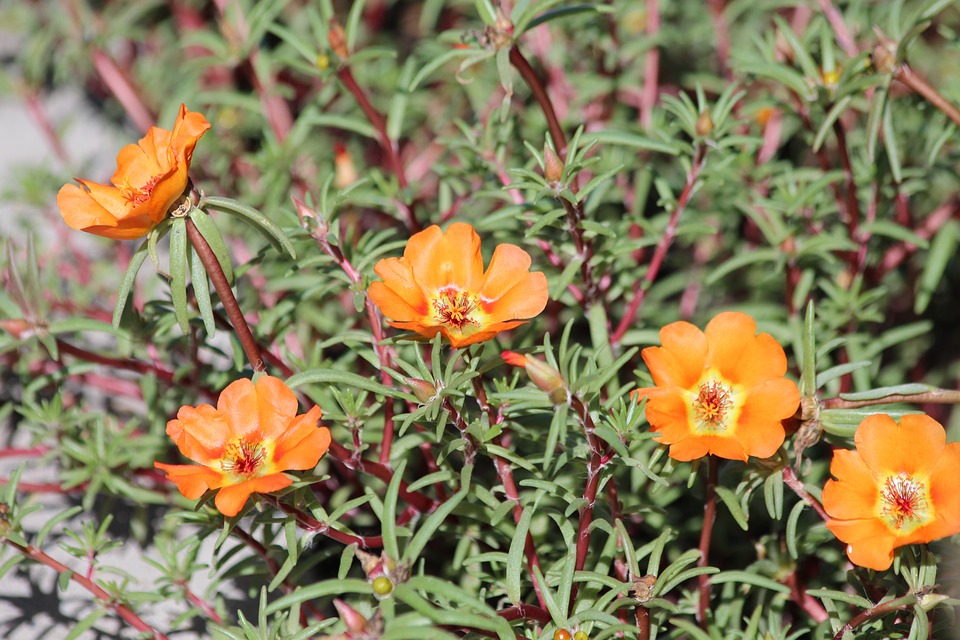 Purslane, with its many health benefits, is a ‘wonderweed’ – Agriculture Monthly