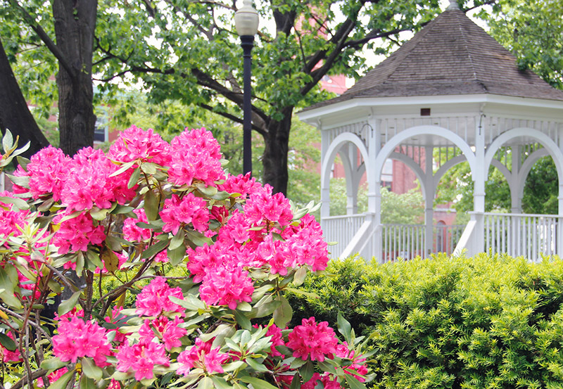 Rhododendron Care | Planting and Maintenance Tips