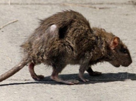 Black Plague Looms For Los Angeles – BillLawrenceOnline