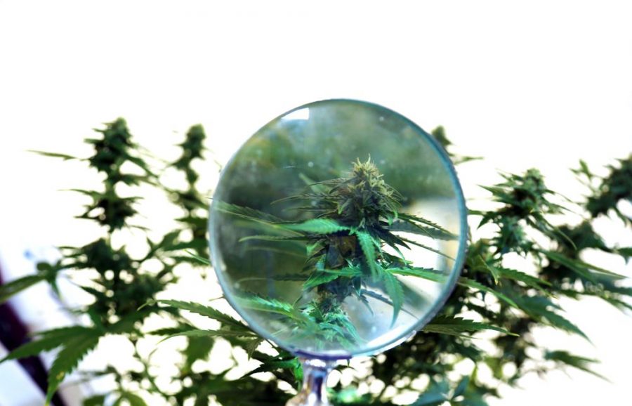 Fossilized Cannabis Reveals The Plant is 27.8 Million Years Old