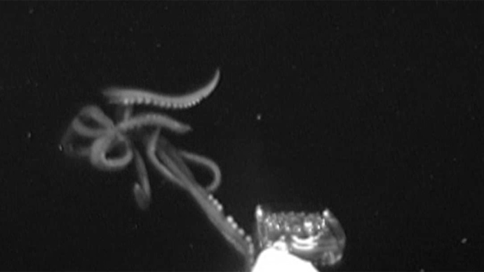 Scientists Capture Rare Footage of 12-Foot Giant Squid in Gulf of Mexico – Geek.com