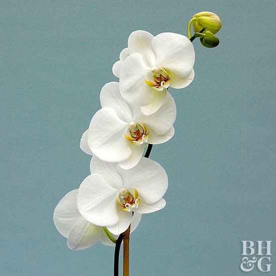 How to Care for Orchids