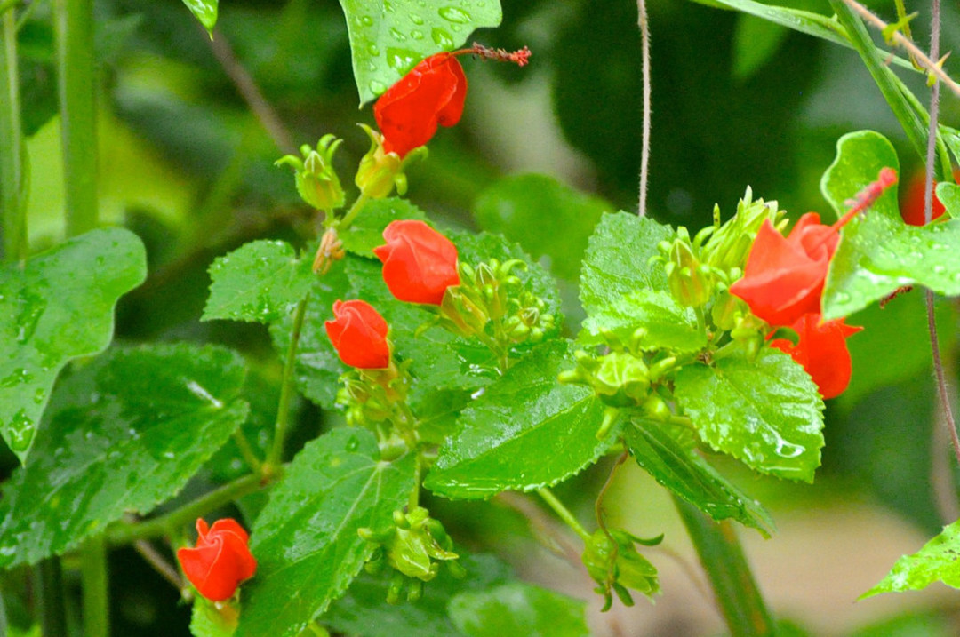 Foraging Wild Food -Survival Texas-