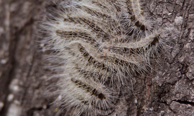 Toxic caterpillars spark health scare across Germany