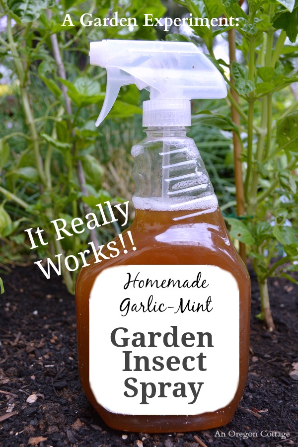 Homemade Garlic-Mint Garden Insect Spray (that really works!!) | An Oregon Cottage